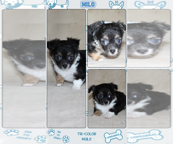 Medium Photo #19 Chihuahua Puppy For Sale in HUDSONVILLE, MI, USA