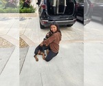 Small #9 Doberman Pinscher