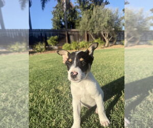 Kato - Male German Shepherd Dog-Unknown Mix Dog for Adoption - Photo #2
