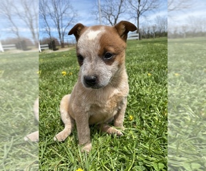 Australian Cattle Dog Puppy for sale in SEAMAN, OH, USA