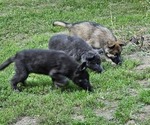 Small #2 German Shepherd Dog