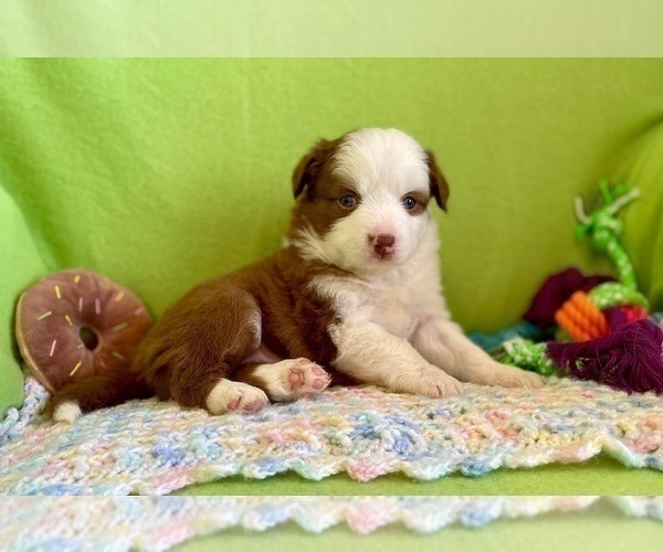 Medium Photo #7 Miniature Australian Shepherd Puppy For Sale in BOUSE, AZ, USA