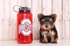 Small Photo #1 Yorkshire Terrier Puppy For Sale in MOUNT VERNON, OH, USA