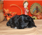 Small Photo #2 YorkiePoo Puppy For Sale in CHANUTE, KS, USA