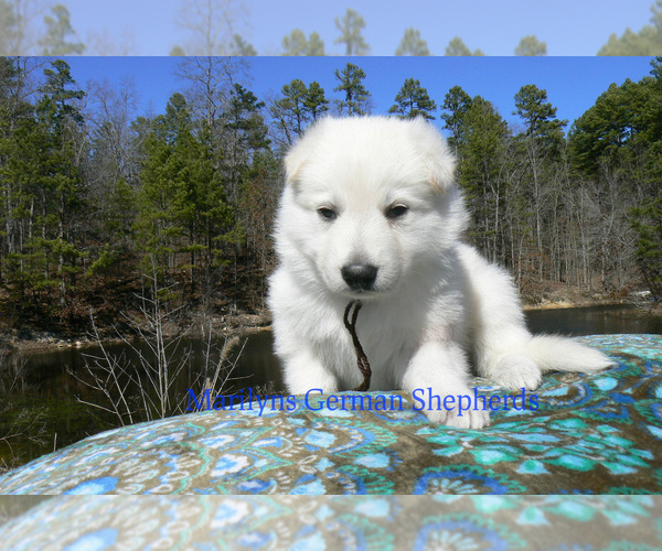 Medium Photo #6 German Shepherd Dog Puppy For Sale in PIEDMONT, MO, USA