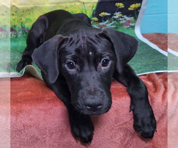 Medium Photo #3 Labrador Retriever-Unknown Mix Puppy For Sale in Wetumpka, AL, USA