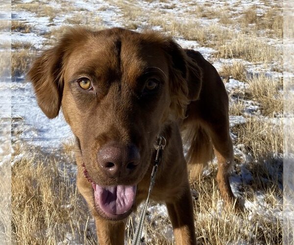 Medium Photo #10 Golden Shepherd Puppy For Sale in Laramie, WY, USA