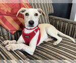 Small Whippet Mix