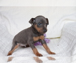 Small Photo #3 Miniature Pinscher Puppy For Sale in SHILOH, OH, USA