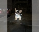 Small Photo #5 Pembroke Welsh Corgi Puppy For Sale in HERMITAGE, TN, USA