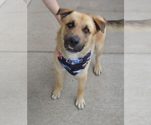 German Shepherd Dog-Unknown Mix Dogs for adoption in McKinney, TX, USA