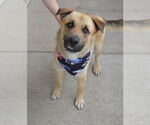 Small German Shepherd Dog Mix