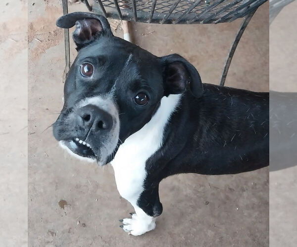 Medium Photo #3 Boxer-Unknown Mix Puppy For Sale in Mooresville, NC, USA