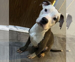 American Pit Bull Terrier-Bulldog Mix Dogs for adoption in Staten Island, NY, USA