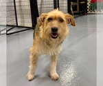 Small #1 Mutt