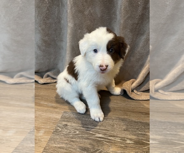 Medium Photo #2 Border Collie Puppy For Sale in LULA, GA, USA