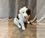 Small Photo #2 Border Collie Puppy For Sale in LULA, GA, USA