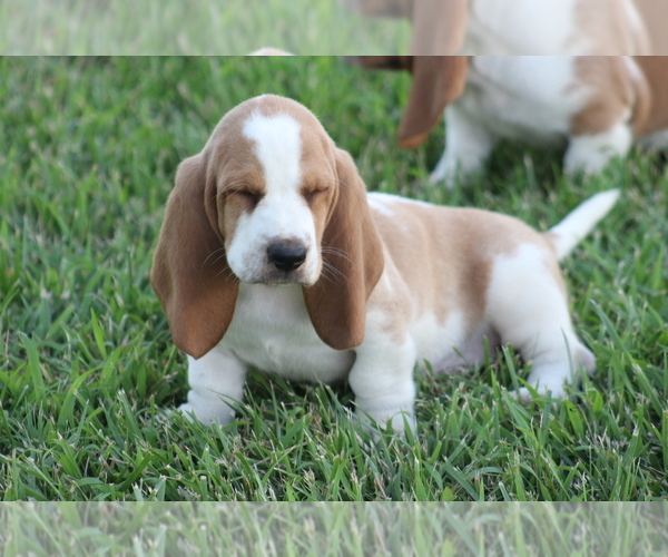 Medium Photo #2 Basset Hound Puppy For Sale in MEMPHIS, MO, USA