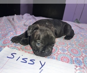 Faux Frenchbo Bulldog Puppy for sale in ROUND LAKE, IL, USA