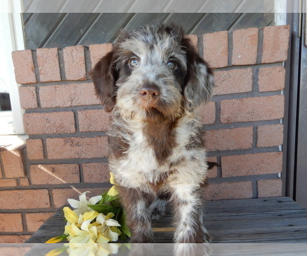 Medium Photo #2 Labradoodle Puppy For Sale in MILLERSBURG, OH, USA