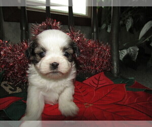 Shorkie Tzu Puppy for sale in BATTLE CREEK, MI, USA
