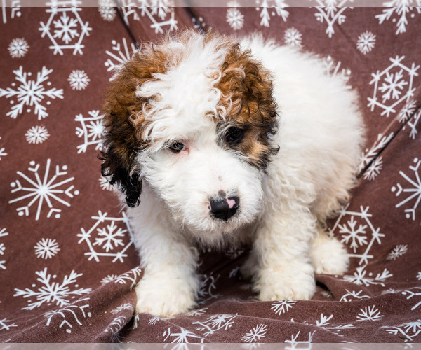 Medium Photo #7 Saint Berdoodle Puppy For Sale in WAKARUSA, IN, USA