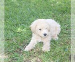 Small #2 Poodle (Miniature)