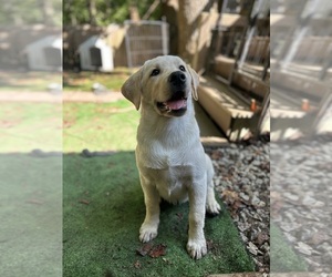 Labrador Retriever Puppy for Sale in LOUISBURG, North Carolina USA