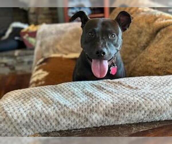 Medium Photo #9 Mutt Puppy For Sale in Holly Springs, NC, USA