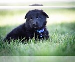 Small #5 German Shepherd Dog
