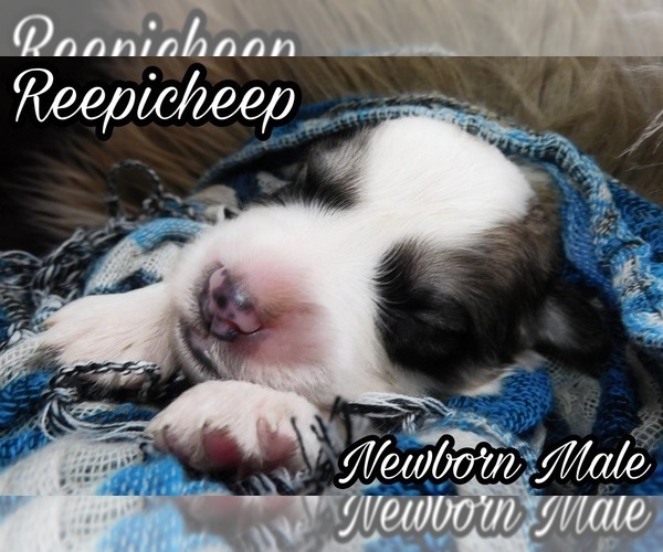 Medium Photo #5 Great Pyrenees Puppy For Sale in HILLSVILLE, VA, USA