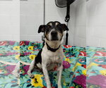 Small #2 Jack-Rat Terrier