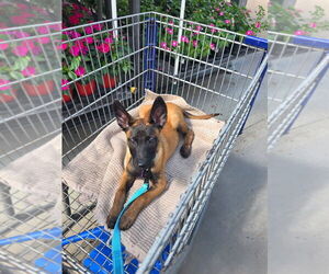 Disney Dogs - Dodger - Located in FL - Male Mutt Dog for Adoption - Photo #3