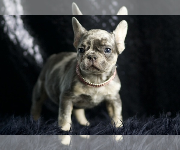 Medium Photo #4 French Bulldog Puppy For Sale in WARSAW, IN, USA