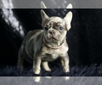 Small Photo #4 French Bulldog Puppy For Sale in WARSAW, IN, USA