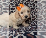 Small Photo #3 Cavachon Puppy For Sale in LANCASTER, PA, USA