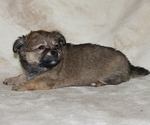 Small #6 Chihuahua