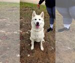 Small #4 Siberian Husky