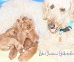 Small Photo #1 Goldendoodle Puppy For Sale in ALBURG, VT, USA