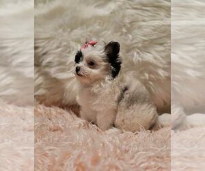 Pomeranian-Poodle (Toy) Mix Puppy for sale in EVANSVILLE, IN, USA