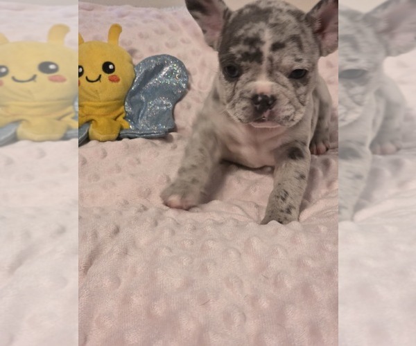 Medium Photo #51 French Bulldog Puppy For Sale in ASHLAND, OH, USA