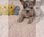 Small #8 French Bulldog