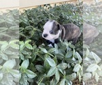 Small #5 Boston Terrier