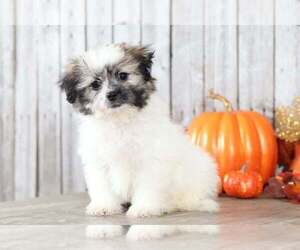 Zuchon Puppy for sale in MOUNT VERNON, OH, USA