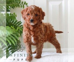 Goldendoodle (Miniature) Puppy for sale in LANCASTER, PA, USA