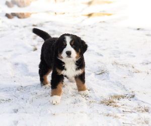 Bernese Mountain Dog Puppy for sale in MILLERSBURG, IN, USA
