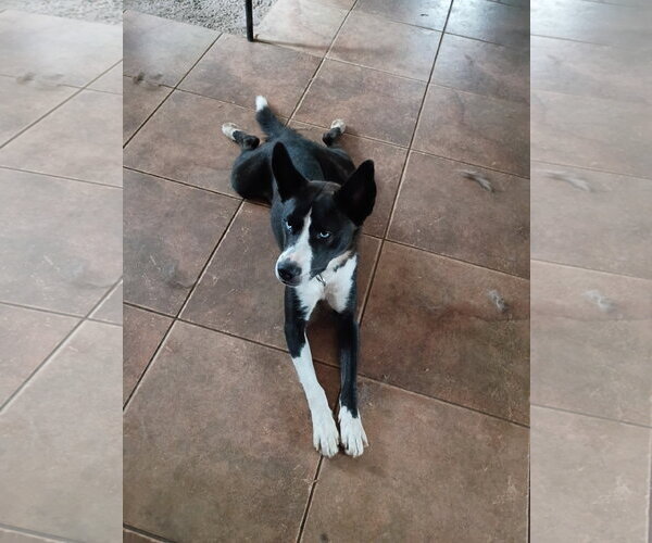 Medium Photo #2 Border Collie Puppy For Sale in Pacific grove , CA, USA