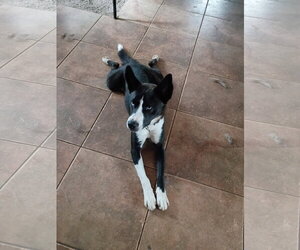 Zoey - Female Border Collie Dog for Adoption - Photo #2