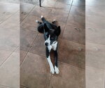 Small Photo #2 Border Collie Puppy For Sale in Pacific grove , CA, USA