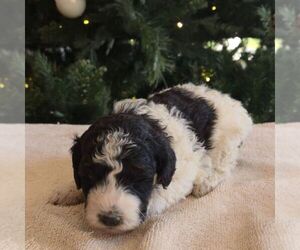 Bernedoodle (Miniature) Puppy for sale in NEW HOLLAND, PA, USA